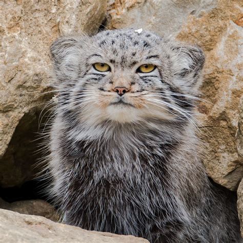 At the least, you should consider the size of the cat, annual shots, food (wet, dry, or both), cat litter. Can Pallas cats be pets? - PoC