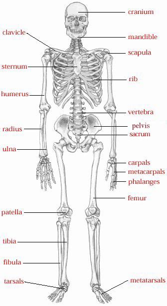 The Skeletalmuscle System Biology