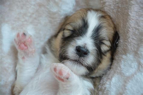Desktop Wallpapers Puppies Dogs Sleep Paws Snout Animal Closeup