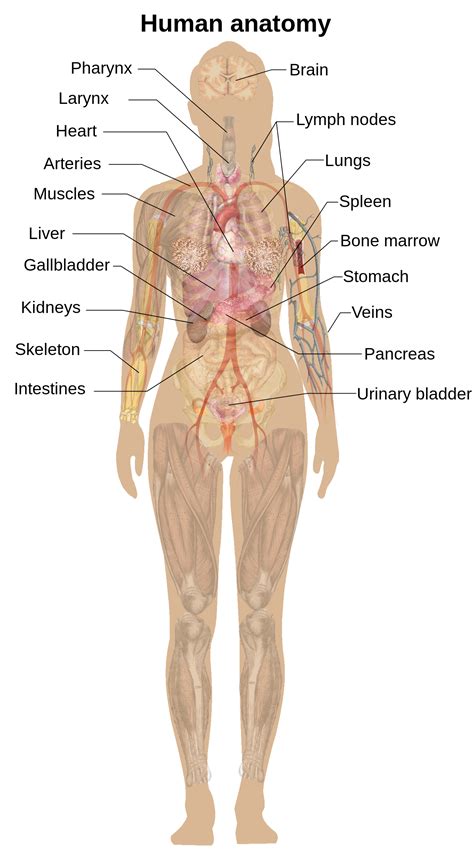 Female Torso Anatomy Diagram Anatomy Female Torso High Resolution