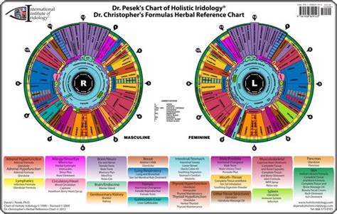 Iris Chart Heres A Quick Way To Get Iriscope Iridology Camera
