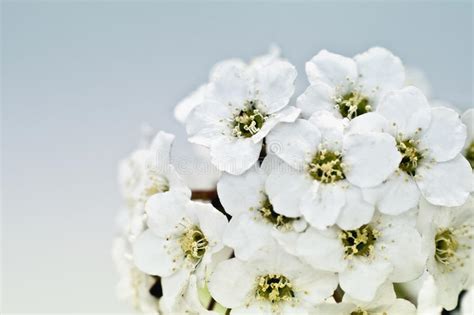 Tiny White Flower Bouquet Macro Stock Photo Image Of