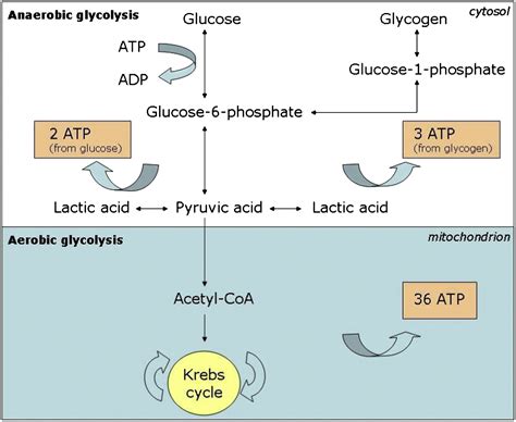 The aerobic energy system utilises proteins, fats, and carbohydrates (glycogen) to synthesise atp. The Role Of Carbohydrate, Fat And Protein As Fuels For ...