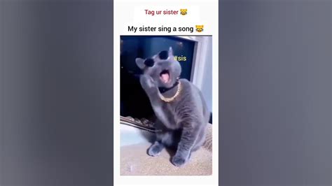 funny cat singing video funny cat shorts clip try not to 😂😂😂 youtube