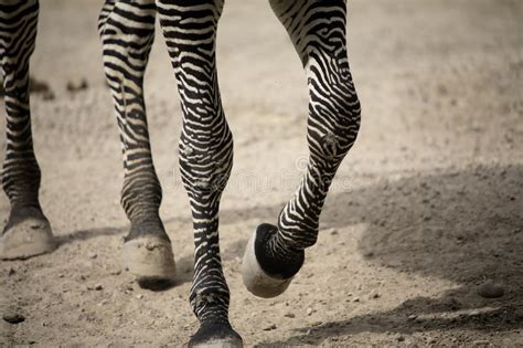 Zebra Legs Walking Stock Images Image 11233774
