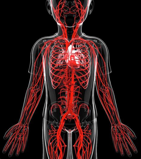 Human Vascular System Photograph By Pixologicstudio Pixels