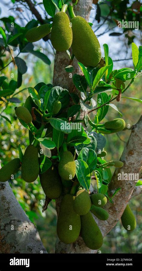 Jackfruit Or Jack Tree Artocarpus Heterophilus Numerous Green Young
