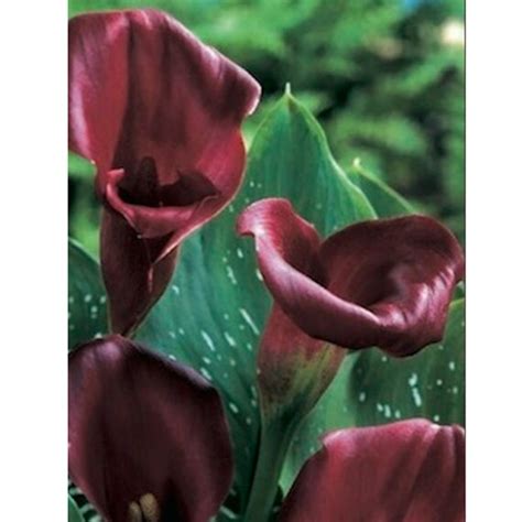 Zantedeschia Majestic Red Calla Lily Sprouted Etsy Uk
