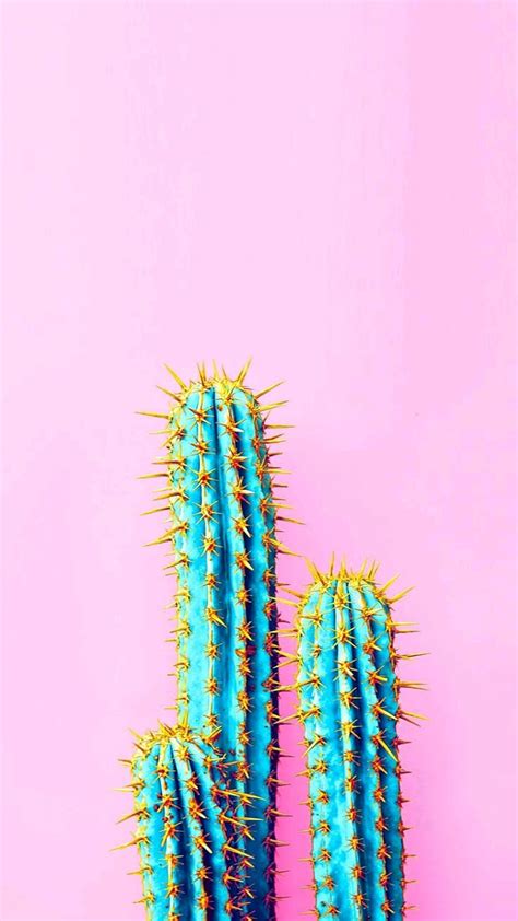 Cactus Pink Hd Phone Wallpaper Peakpx