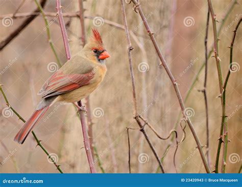 Female Cardinal Stock Image Image Of Bird Perched Birdwatching