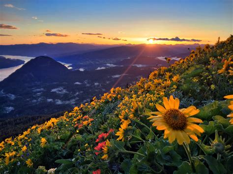 Dog Mountain Flowers At Sunset After Last Nights Hailstorm Portland