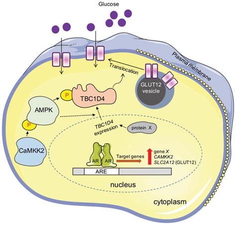 Glut12 Promotes Prostate Cancer Cell Growth And Is Regulated By