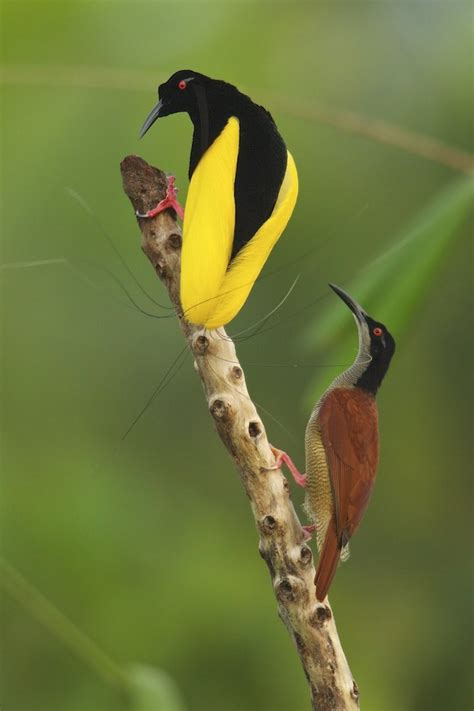 Good Looks Alone Are Not Enough For Female Birds Of Paradise Birdguides