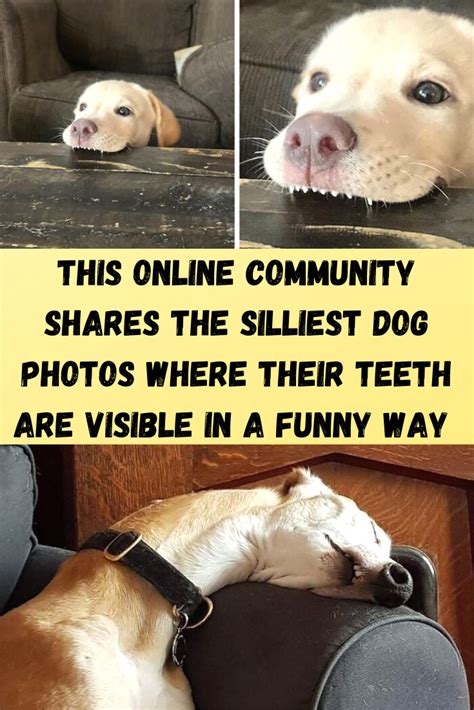 This Online Community Shares The Silliest Dog Photos Where Their Teeth