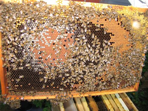Ορεινή Μέλισσα Σημαντικοί χειρισμοί πάνω στις κυψέλες Dadant Είναι με