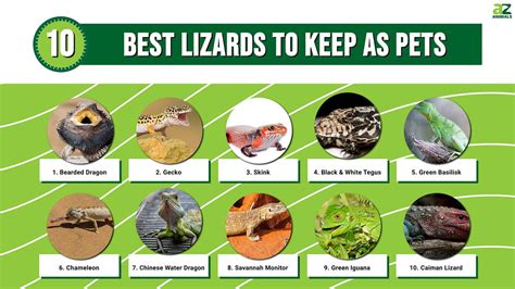The 10 Best Lizards To Keep As Pets Az Animals