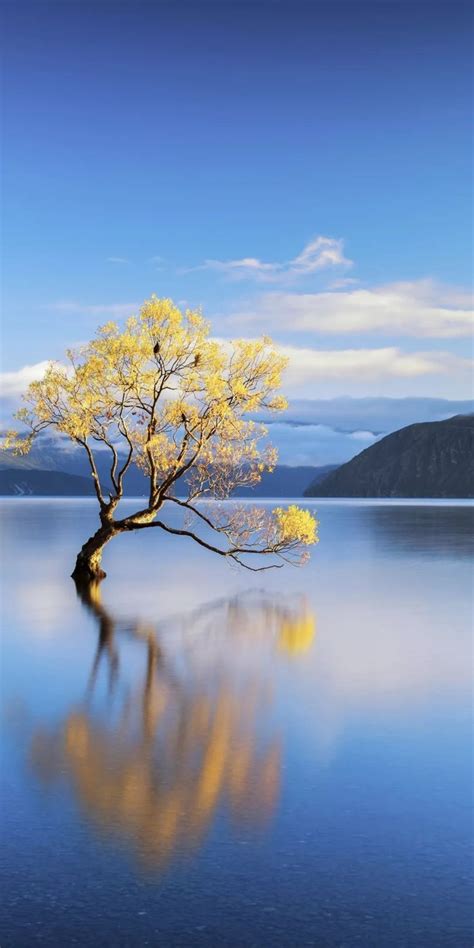 Wanaka Tree New Zealand Beautiful Landscapes Landscape Pictures