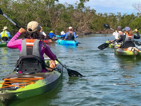 Everglades Kayak Tours Mangrove Kayaking In Rookery Bay With Rising
