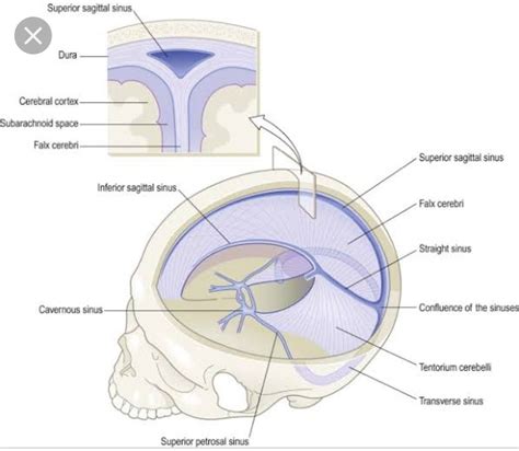 Pin On Anatomy And Physiology