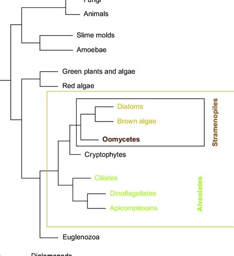1 Schematic Phylogenetic Tree Of The Eukaryotes The Tree Is Adapted Download Scientific