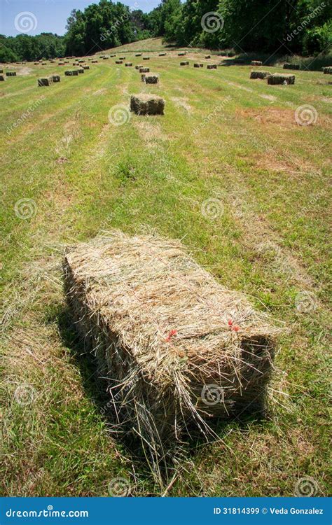 Square Hay Bales Stock Image Image Of Country Farmwork 31814399