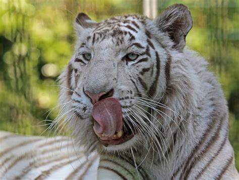 Weißer Tiger Foto And Bild Tiere Zoo Wildpark And Falknerei Säugetiere