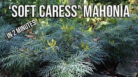 ‘soft Caress Mahonia In 2 Minutes Flowering Shade Evergreen Youtube