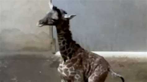 Baby Giraffe Takes First Steps At Santa Barbara Zoo Good Morning America
