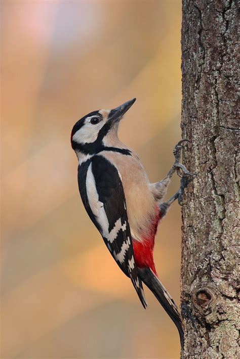 Great Spotted Woodpecker Dendrocopos Major By Kasper Willebrandts