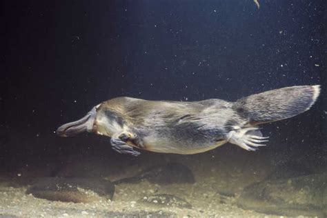 Drying Habitat Makes Australia S Platypus Vulnerable Scientists Say