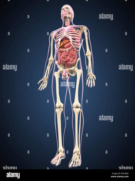 Ilustracion De Anatomia Del Cuerpo Humano Hombre Masculino Sistema