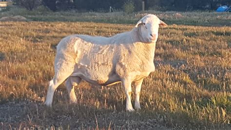 Australian White Ram Livestock Sheep Rams For Sale