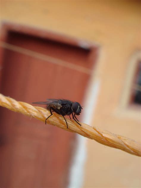 Black Fly Free Photo Download Freeimages