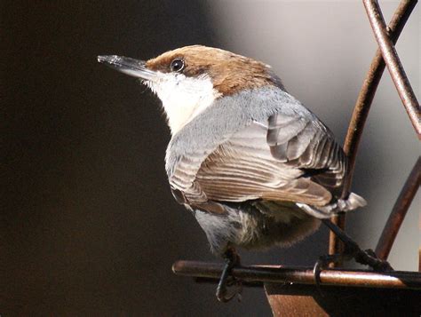 Se Texas Birding And Wildlife Watching More Winter Birds Arrive