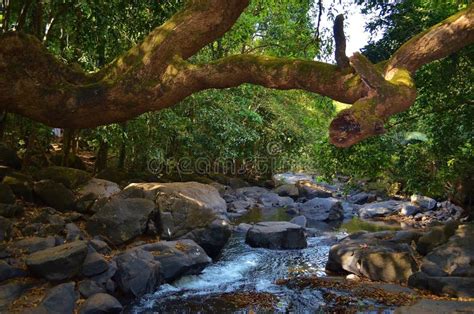 Nature Reserve In Goa And Mandovi Mountain River India Stock Image