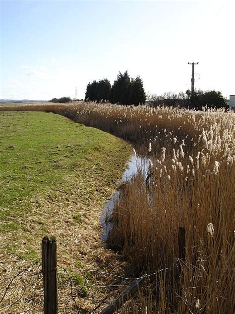 Reed Filled Ditch © Penny Mayes Cc By Sa20 Geograph Britain And
