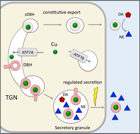 Atp7a And Atp7b Copper Transporters Have Distinct Functions In The