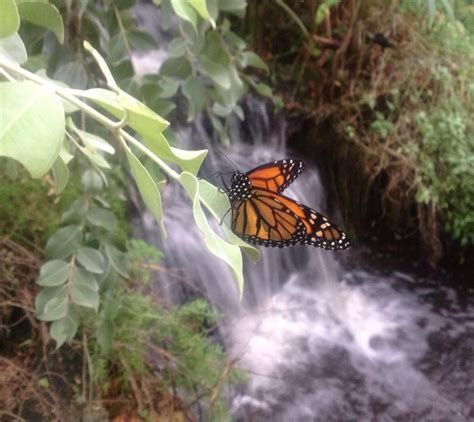 Stratford Butterfly Farm Lets Go Out