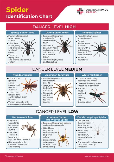 Identify Aggressive Or Venomous Spiders Spider Identification Chart