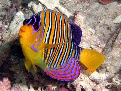 1000 Images About Coral Reef Fish On Pinterest Starfish Underwater