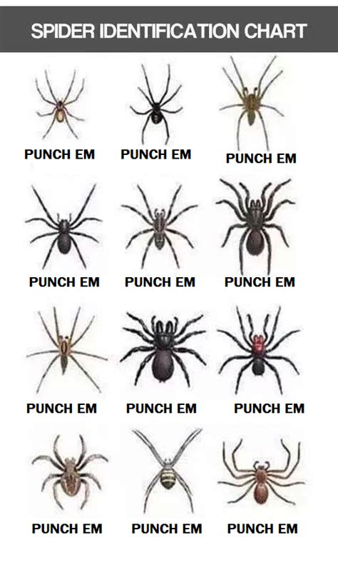 Spider Identification Chart By Harejules On Deviantart