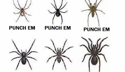 Spider Identification Chart by Harejules on DeviantArt