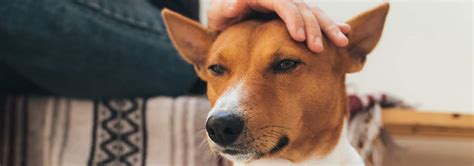 Basenji Dog Breed Facts And Personality Traits Hills Pet