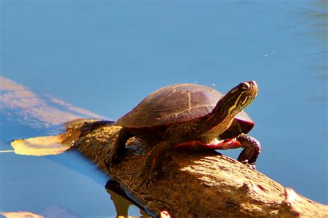 What Do You Think The Lifespan Of A Painted Turtle Is