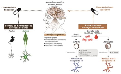 Cells Free Full Text Recent Advances In Microglia Modelling To