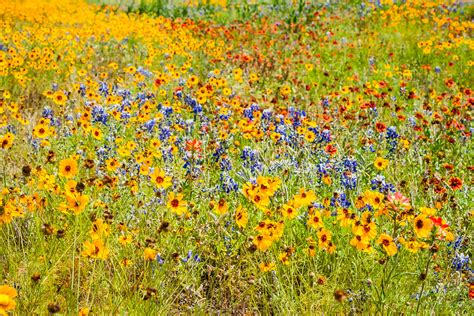 Flashback Trip Texas Roadside Wildflowers Roadesque