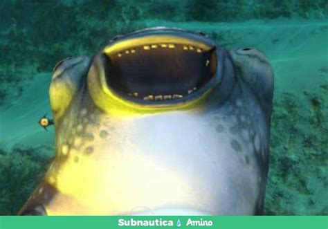 Cuddlefish Wiki Subnautica💧 Amino