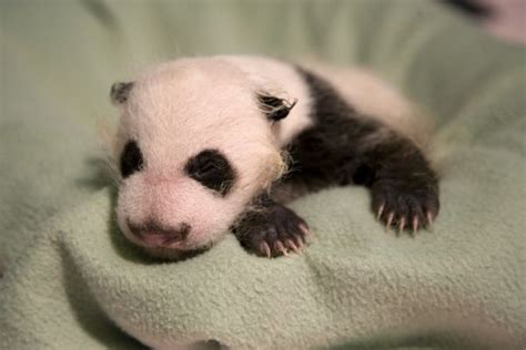 Hello World Baby Panda Makes His Debut At Zoo Atlanta
