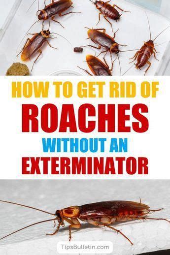 German and brown banded roaches in an apartment complex can be eliminated but usually the management does not in dozens of studies i never had a single case where one of these products had any measurable effect on any insect pest. 8+ Super Simple Ways to Get Rid of Roaches without an ...