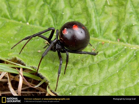 National Geographics Widow Spider Black Widow Spider Brown Widow Spider